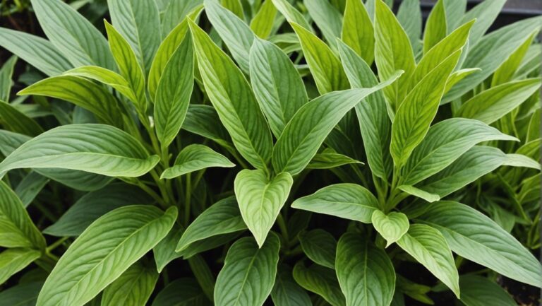 10 plantes inratables pour ceux qui pensent ne pas avoir la main verte